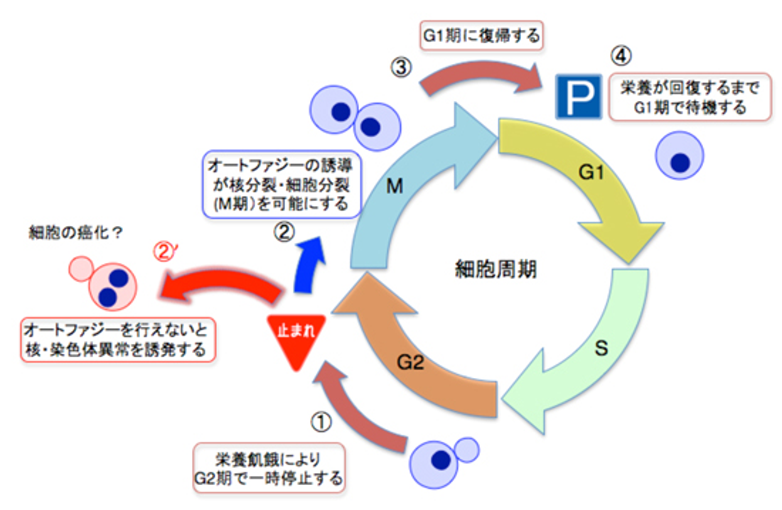 细胞生长周期/cell cycle