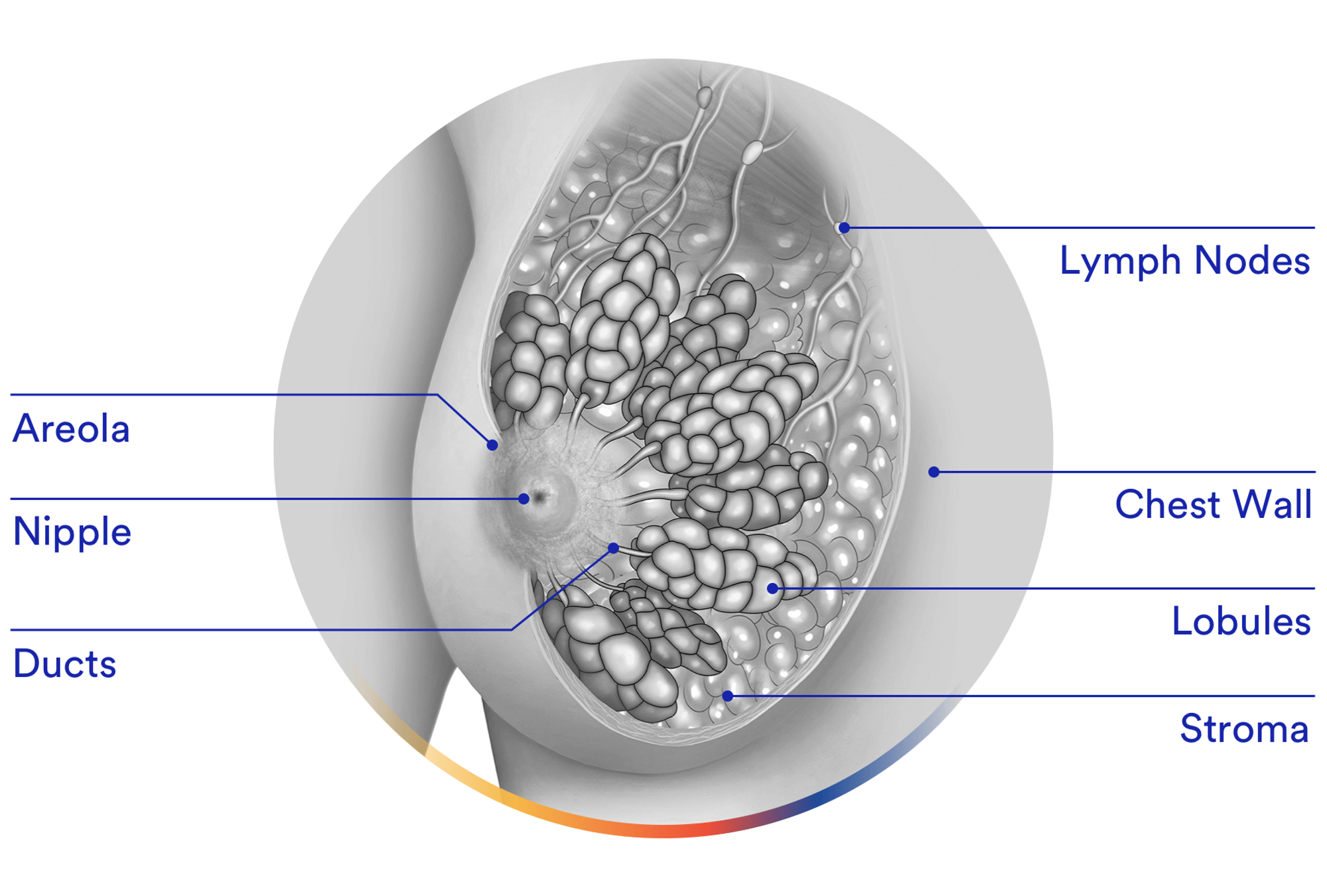 乳房结构/小叶/导管/ducts/lobules